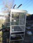 BIRD CAGE FOR LARGE BIRD WITH DOUBLE PERCHES ON TOP