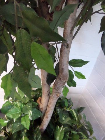 SILK DOUBLE TRUNK TREE WITH PLANT AT BASE