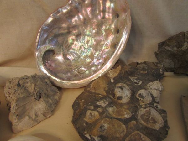 FOSSILIZED ROCK COLLECTION, AMAZING SHARK TOOTH & MORE