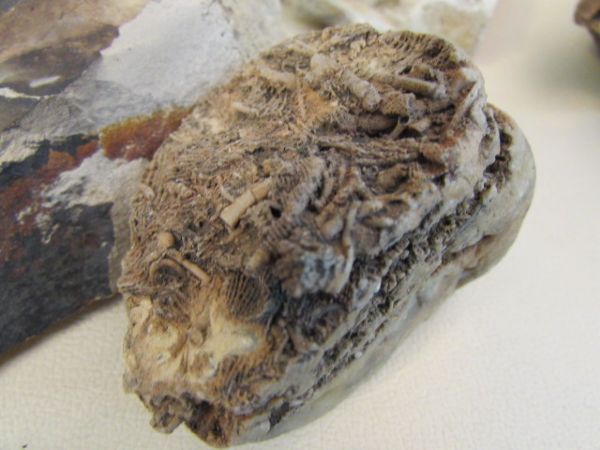 FOSSILIZED ROCK COLLECTION, AMAZING SHARK TOOTH & MORE