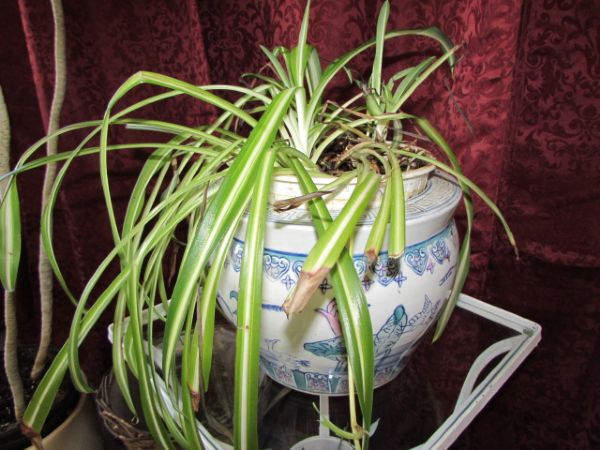 WANTED: HOME FOR TWO HOUSE PLANTS IN PRETTY POTS & A WROUGHT IRON PLANT TABLE 