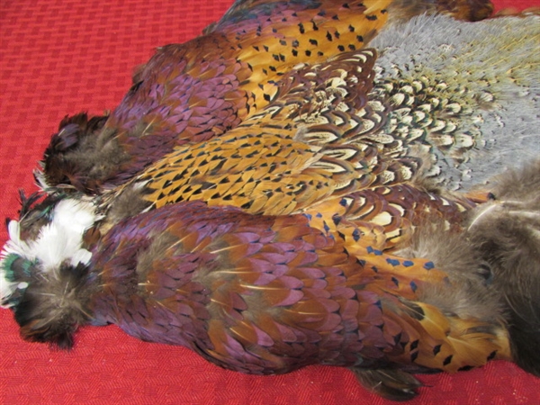 BEAUTIFUL FULL PHEASANT CAPE FOR ALL YOUR FEATHER PROJECTS