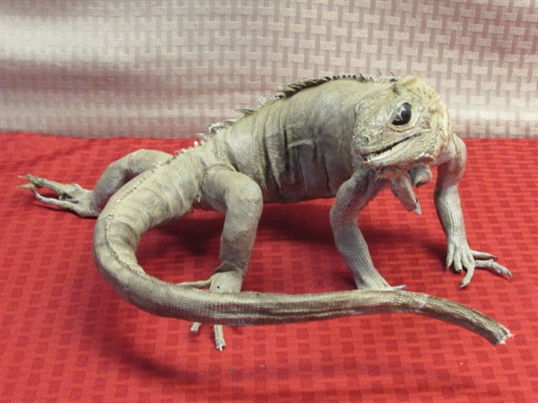 PET TUATARA LIZARD  FROM NEW ZEALAND. . .YOU DON'T EVEN HAVE TO FEED HIM!