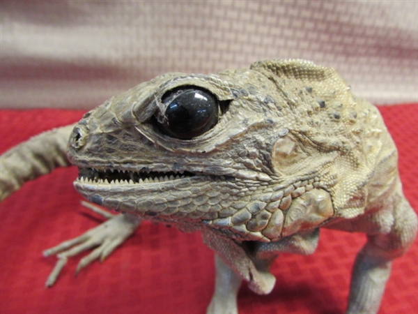 PET TUATARA LIZARD  FROM NEW ZEALAND. . .YOU DON'T EVEN HAVE TO FEED HIM!