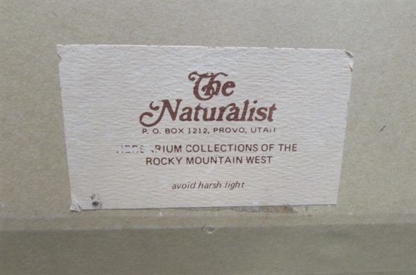 THE NATURALIST WALL ART FEATURING BUTTERFLIES