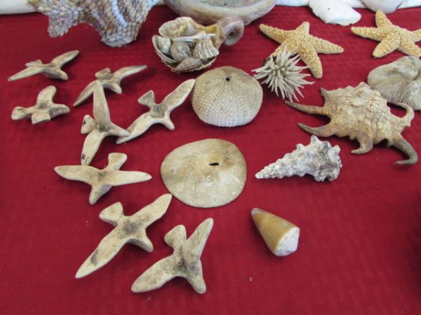 OLD SHELL COLLECTION WITH SHELLCRAFT CREATIONS BOOKLETS
