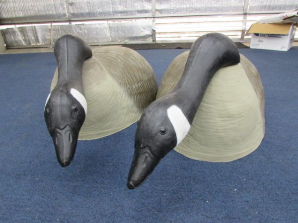 HUGE CANADIAN GEESE DECOYS - PAIR OF HEAD DOWN GEESE
