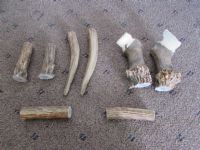 SECTIONS OF DEER ANTLERS FOR ARTS & CRAFTS