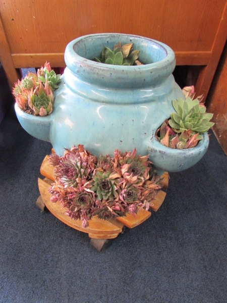 HENS & CHICKS WITH FLOWER POT AND STAND