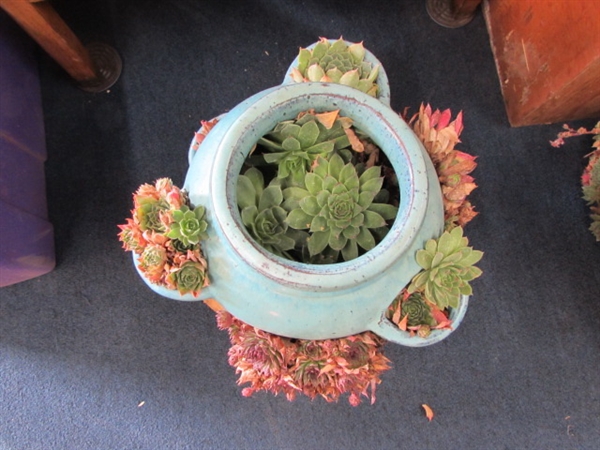 HENS & CHICKS WITH FLOWER POT AND STAND