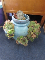 HENS & CHICKS IN FLOWER POT