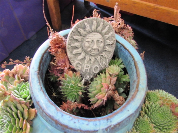 HENS & CHICKS IN FLOWER POT