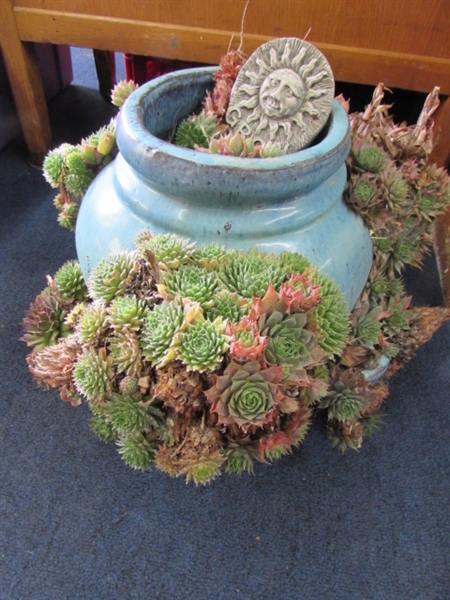 HENS & CHICKS IN FLOWER POT