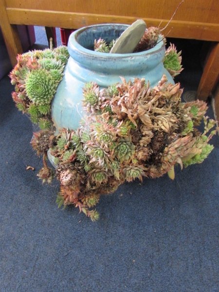 HENS & CHICKS IN FLOWER POT