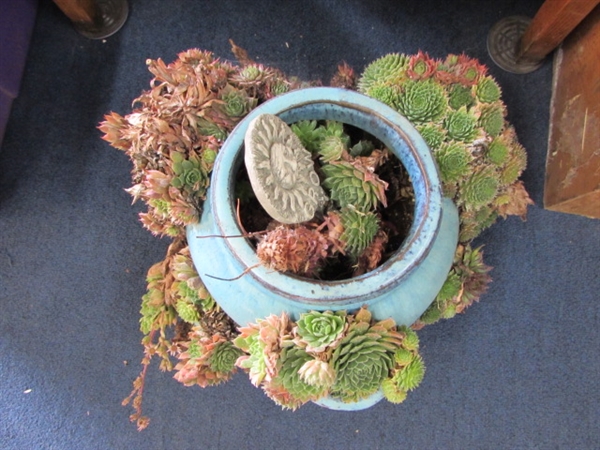 HENS & CHICKS IN FLOWER POT