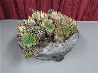 HENS & CHICKS IN A ROCK BASKET