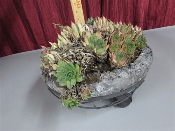 HENS & CHICKS IN A ROCK BASKET