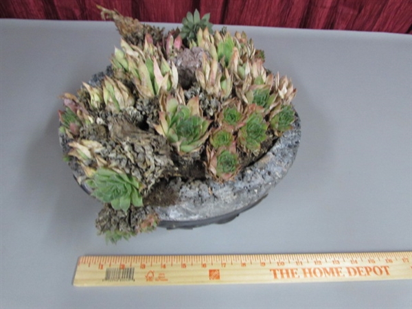 HENS & CHICKS IN A ROCK BASKET