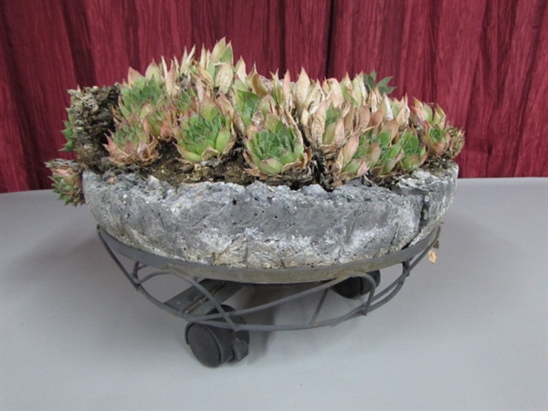 HENS & CHICKS IN A ROCK BASKET