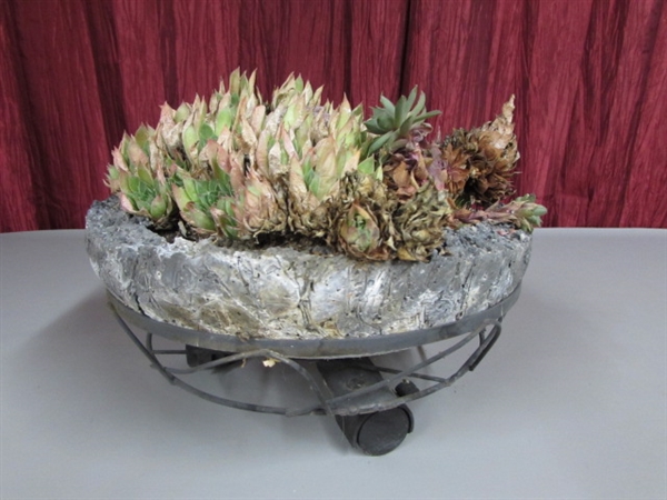 HENS & CHICKS IN A ROCK BASKET