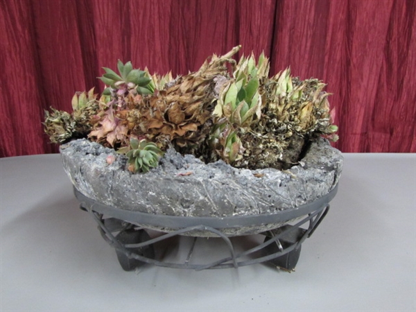 HENS & CHICKS IN A ROCK BASKET