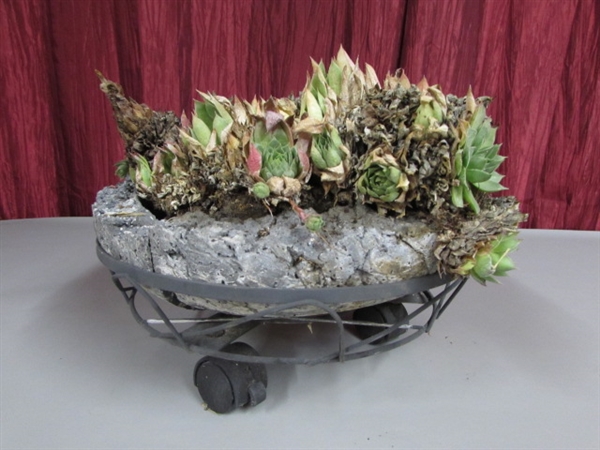HENS & CHICKS IN A ROCK BASKET