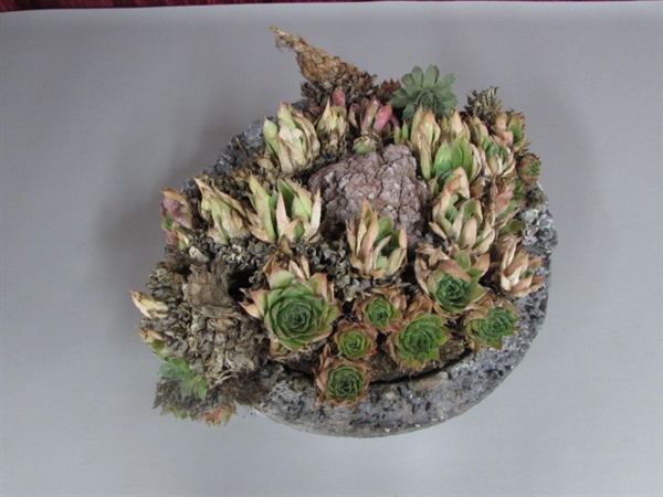 HENS & CHICKS IN A ROCK BASKET