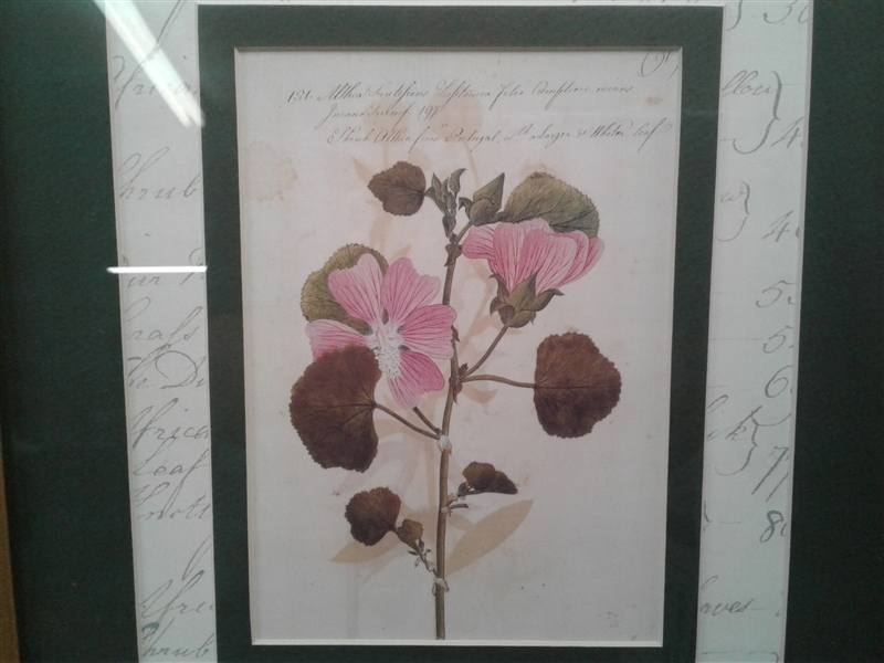 Trio of Matted and Framed Art