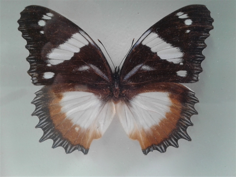 Framed Butterfly Specimen 