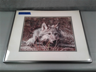 Matted & Framed Wolf Picture
