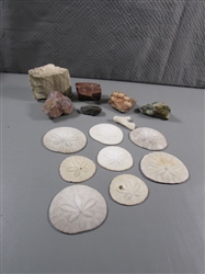 PETRIFIED WOOD & ROCK SPECIMENS, SAND DOLLARS
