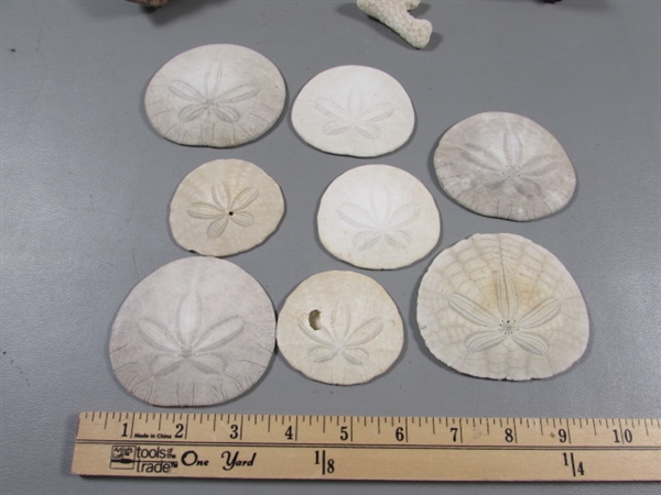 PETRIFIED WOOD & ROCK SPECIMENS, SAND DOLLARS