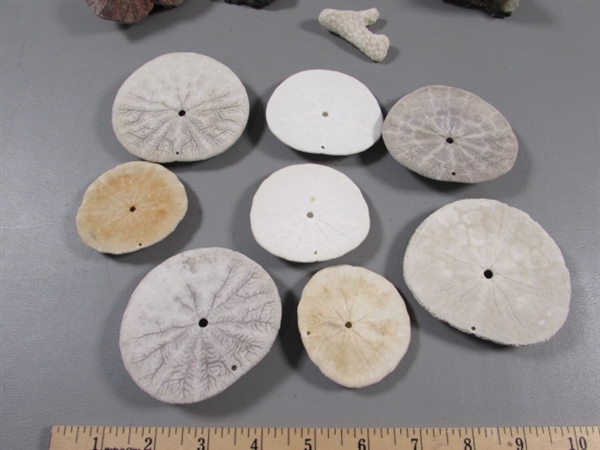 PETRIFIED WOOD & ROCK SPECIMENS, SAND DOLLARS