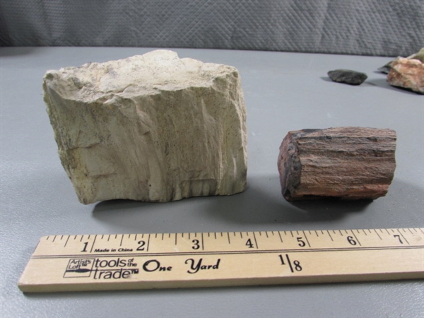 PETRIFIED WOOD & ROCK SPECIMENS, SAND DOLLARS