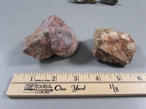 PETRIFIED WOOD & ROCK SPECIMENS, SAND DOLLARS