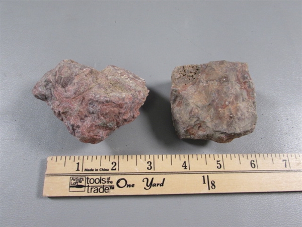 PETRIFIED WOOD & ROCK SPECIMENS, SAND DOLLARS