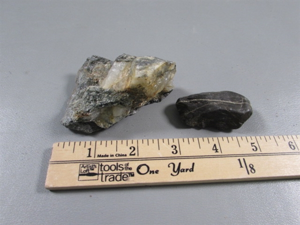 PETRIFIED WOOD & ROCK SPECIMENS, SAND DOLLARS