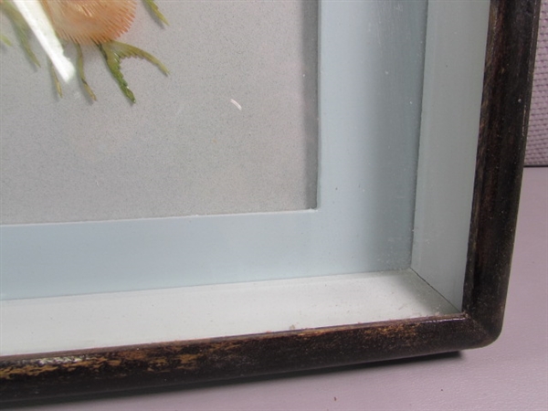 BEAUTIFUL ASIAN INSPIRED FRAMED PEACOCK DIORAMA 3D SHELL ART