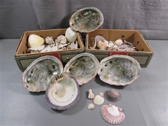 LARGE COLLECTION OF SEA SHELLS