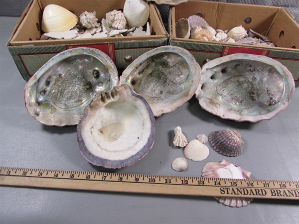 LARGE COLLECTION OF SEA SHELLS