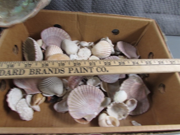 LARGE COLLECTION OF SEA SHELLS