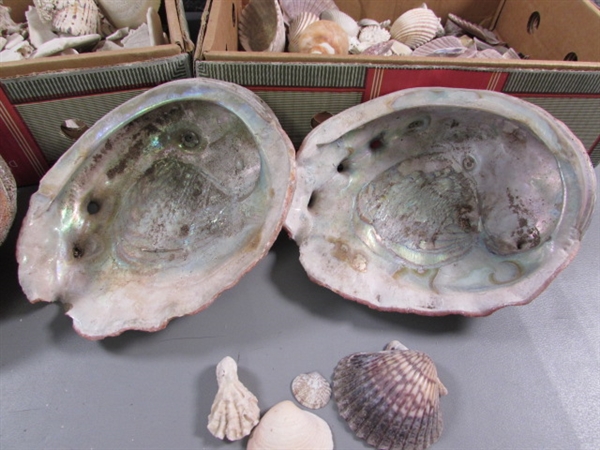 LARGE COLLECTION OF SEA SHELLS