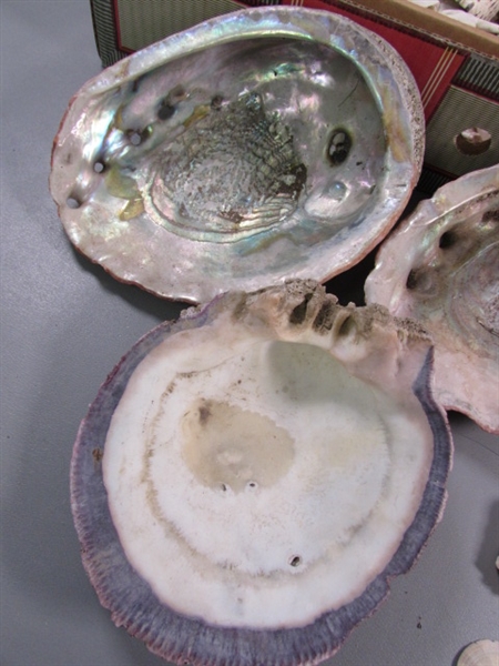 LARGE COLLECTION OF SEA SHELLS