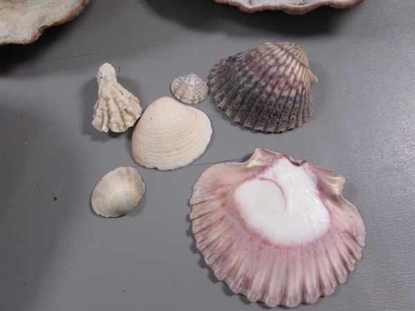 LARGE COLLECTION OF SEA SHELLS