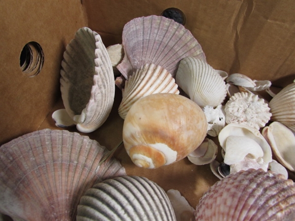 LARGE COLLECTION OF SEA SHELLS
