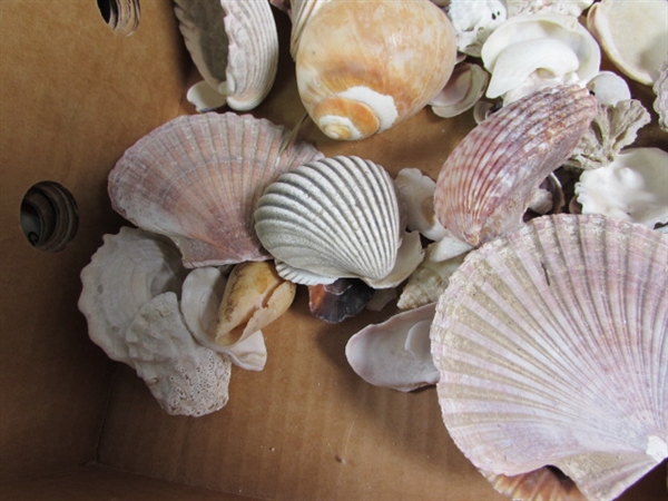 LARGE COLLECTION OF SEA SHELLS
