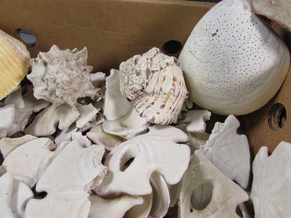 LARGE COLLECTION OF SEA SHELLS