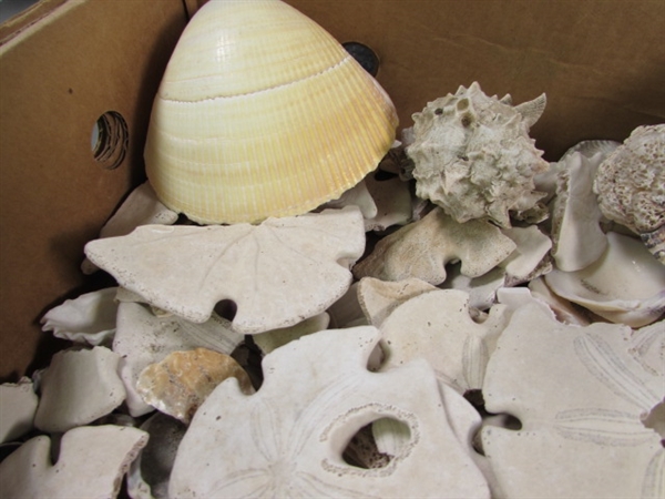LARGE COLLECTION OF SEA SHELLS