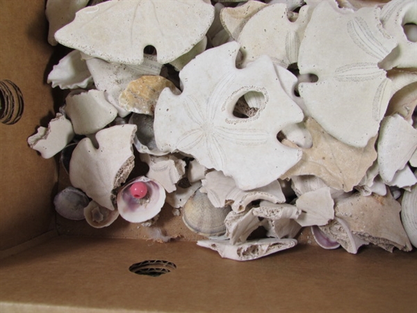 LARGE COLLECTION OF SEA SHELLS