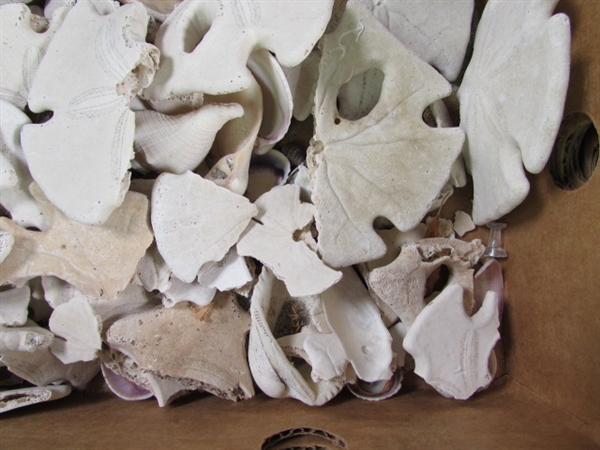 LARGE COLLECTION OF SEA SHELLS